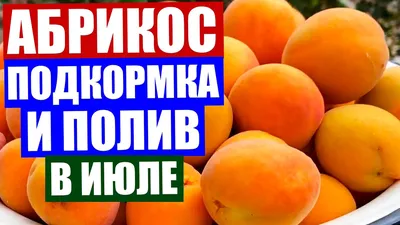 Абрикос в июле. Обязательная подкормка и полив абрикоса сразу после сбора  богатого урожая - YouTube