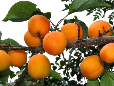 Абрикос обыкновенный - Prunus armeniaca