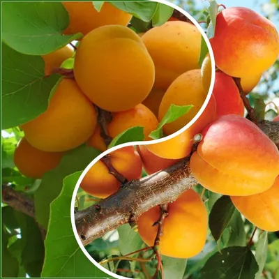 Многосортовые груши и другие плодовые деревья: Абрикос двухсортовой  Деликатесный + Графиня