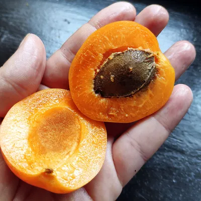 Нектакосы (абрикос+нектарин) свежие, 1 кг: купить с доставкой в  интернет-магазине «Афлора»