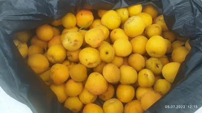 Купить абрикос замороженный половинки по низкой цене в интернет магазине  Moroshka.ru