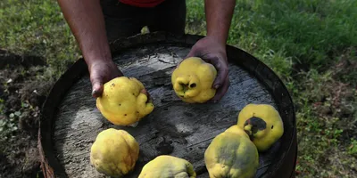 Польза и вред айвы! Чем хорошо употребление айвы, способствует ли продукт  набору веса? | 23.04.2022, ИноСМИ