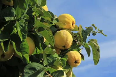 Айва — красивое дерево, вкусные и полезные плоды. Посадка, уход,  использование в дизайне сада. Фото — Ботаничка