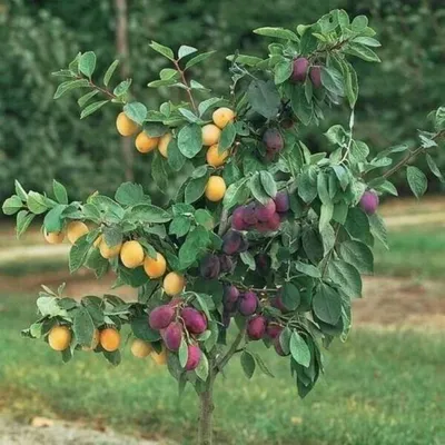 Алыча (Русская слива) Дерево-сад Кубанская комета х Сонейка с доставкой! 🌱  [823415]