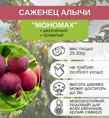 Купить саженцы Алыча Мономах с доставкой! | Florali.ru