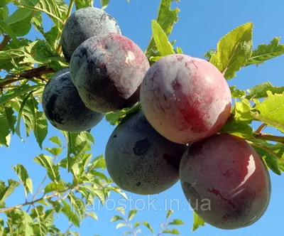 Слива Гайа (ввв). Подвой алыча: продажа, цена в Черниговской области.  Семена, саженцы и рассада плодово-ягодных культур от \"ПАРОСТОК. Саженцы роз  и саженцы плодовых деревьев.\" - 1548683359