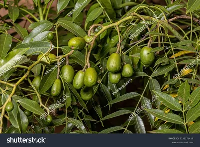 Ambarella Seeds SPONDIAS DULCIS JUNE PLUM SEEDS 6/12/18 Страна происхождения Шри-Ланка | eBay