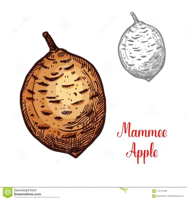 Экзотическое яблоко Mammee плодоовощ Иллюстрация вектора - иллюстрации  насчитывающей логос, колумбия: 112157590