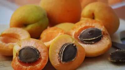 Новый сорт абрикосов вывели ученые из Челябинска