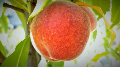 Американский сорт абрикоса Оранж Ред (OrangeRed) как он есть - YouTube