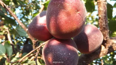 Биологические особенности и основные элементы технологии выращивания  черного абрикоса | АППЯПМ