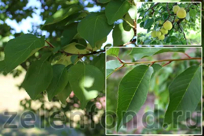 Дерево Абрикос: виды, сорта абрикоса, фото, описание