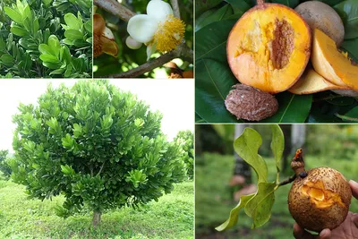 Дерево Абрикос: виды, сорта абрикоса, фото, описание
