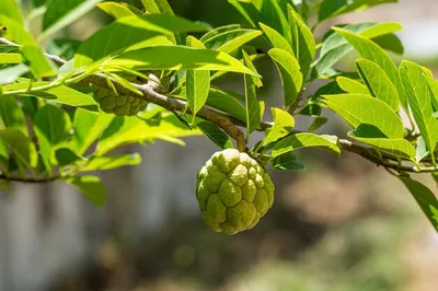Аннона на дереве, научное название сахарного яблока annona squamosa linn,  выращивание зеленых сырых фруктов | Премиум Фото