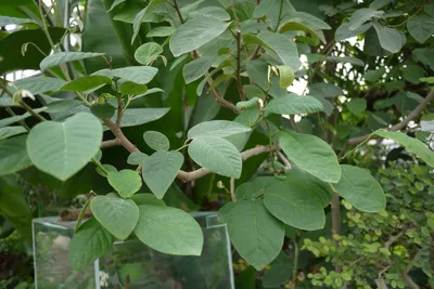 Коллекции растений ЦСБС СО РАН - Annona squamosa L. – Сахарное яблоко,  Аннона чешуйчатая