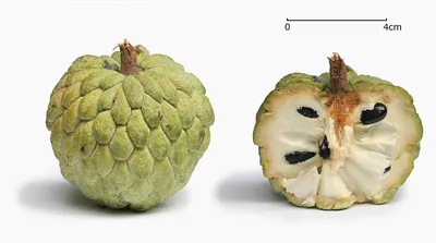 Soursop, Annona muricata, Graviola, Prickly Custard apple, Tropical x 15  Seeds | eBay