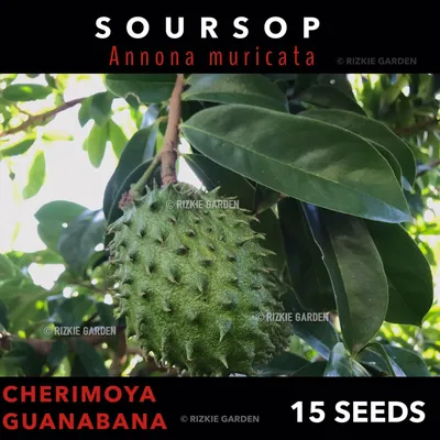 Soursop, Annona muricata, Graviola, Prickly Custard apple, Tropical x 15  Seeds | eBay