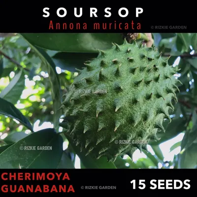 Soursop, Annona muricata, Graviola, Prickly Custard apple, Tropical x 15  Seeds | eBay