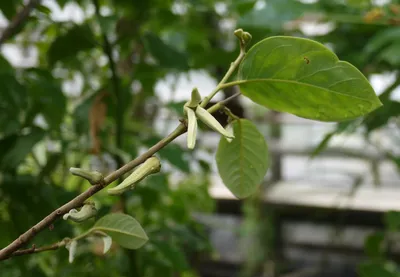 Soursop, Annona muricata, Graviola, Prickly Custard apple, Tropical x 15  Seeds | eBay