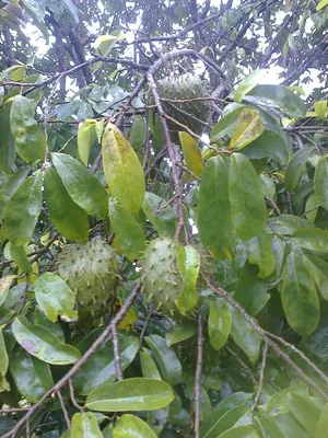 Annona muricata ( ទៀបបារាំង ) | Scientific name: Annona muri… | Flickr