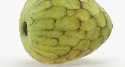 Черимойя / Аннона (Cherimoya Annona)