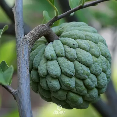Черимойя: экзотический фрукт | Kaufland