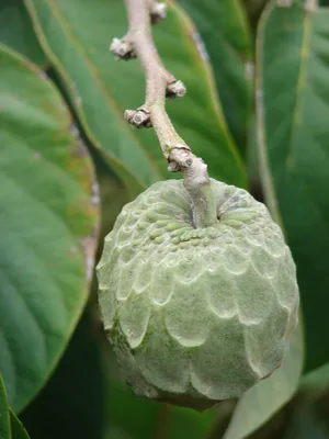 большой свежий фрукт срикая или фрукт аннона сквамоза Стоковое Фото -  изображение насчитывающей дело, день: 225135508