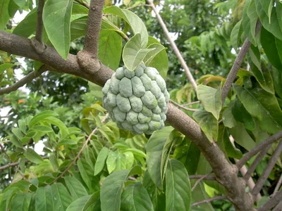 File:Annona squamosa (Martinique).jpg - Wikimedia Commons