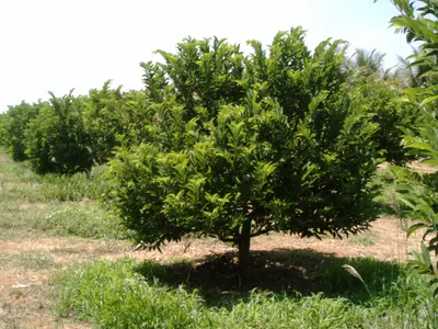 Sweetsop (Annona squamosa) - YouTube