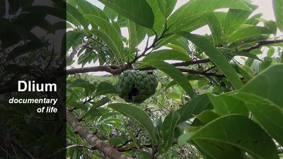 Annona squamosa - Аннона чешуйчатая - купить семена на Tropics Seeds.