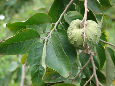 ⬇ Скачать картинки Annona scaly, стоковые фото Annona scaly в хорошем  качестве | Depositphotos