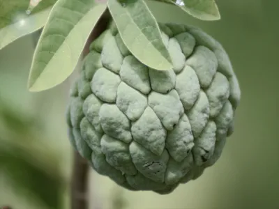 Дерево сахарное яблоко: фото экзотического фрукта нойна, как вырастить дома  это растения
