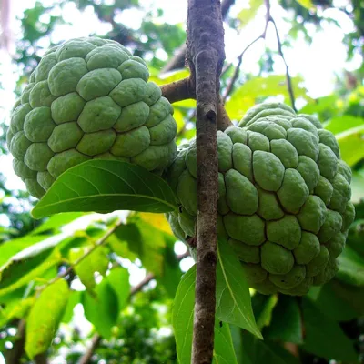 Annona SQUAMOSA — Аннона Чешуйчатая (Сахарное яблоко), 2 семени - Купить  семена Суккулентов, Кактусов и Адениумов