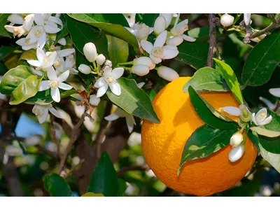 Апельсин комнатный - Citrus sinensis. Уход за апельсином, выращивание