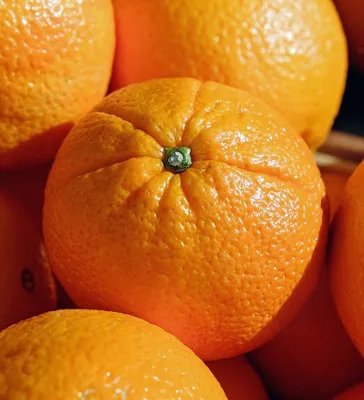 Апельсиновый рай: в Шымкенте школьники выращивают экзотические фрукты -  05.09.2021, Sputnik Казахстан