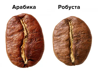 Отличие кофе арабика от робусты