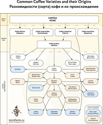 Разновидности арабики. Виды кофе арабика