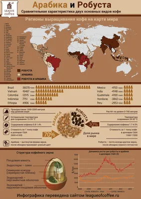 Арабика и робуста, все отличия двух сортов, инфографика