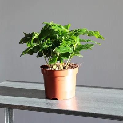 🌿 Кофе Арабика 🌿 растения для дома и офиса