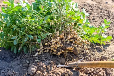 Как я выращиваю арахис с пользой для себя и других растений. Совместные  посадки, сорта. Фото — Ботаничка