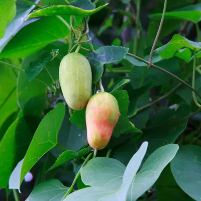 Азбука фруктов