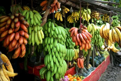 Sohu (Китай): что вы знаете о бананах? Вы выбираете длинные бананы, а они  несладкие! | 07.10.2022, ИноСМИ
