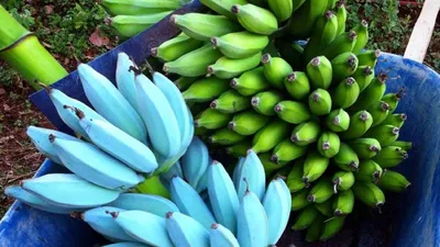 FruitNews - Обзор мирового рынка бананов