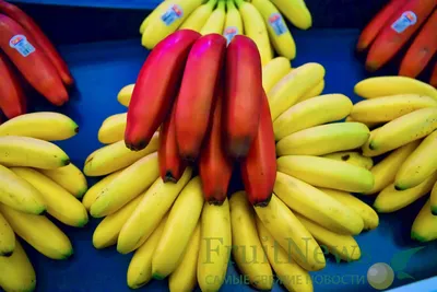 Кому категорически нельзя есть бананы: мнение диетолога