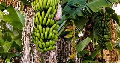 Астраханская семья выращивает собственные бананы в теплице | АРБУЗ