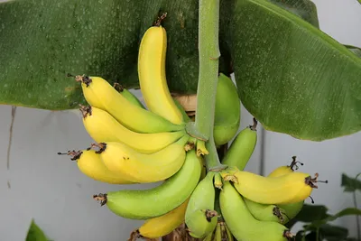 Жареные бананы на сковороде — рецепт с фото пошагово в домашних условиях
