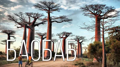 БАОБАБ: Древнее и могучее дерево “вверх тормашками” | Интересные факты про  растения и природу Африки - Zoo - Планета Земля
