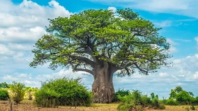 Баобаб - род деревьев, подсемейства Бомбаксовые