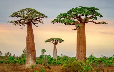 Обои деревья, баобаб, Мадагаскар картинки на рабочий стол, раздел пейзажи -  скачать