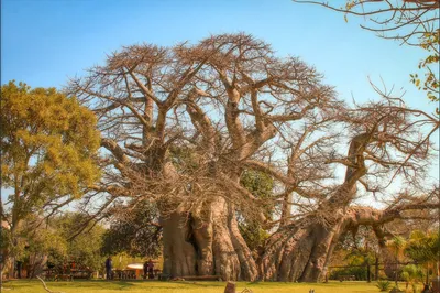 Где в Африке можно увидеть баобабы — Best of Africa